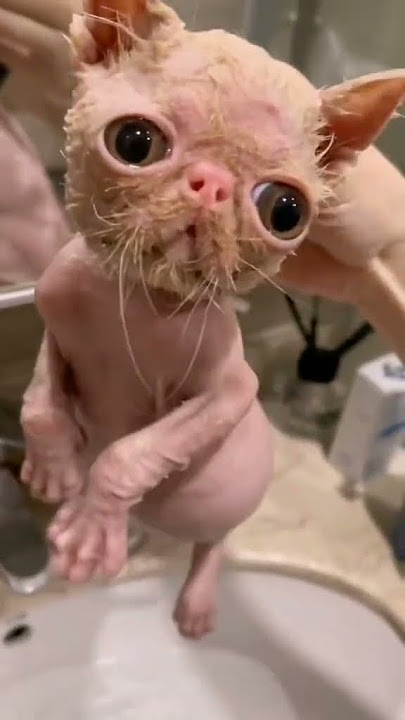 #cat Challenge the ugliest cat on the internet#ugly #cat #fyp #CapCut