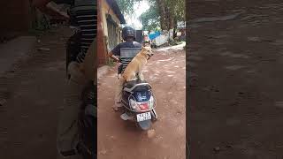 Wow This Dog is Very Intelligent  ? shorts viral dog dogs