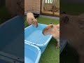 Sharing is caring 💧🐹🐸 #capybara #capybaracafe #cappiness #shinjuku #animalcafe