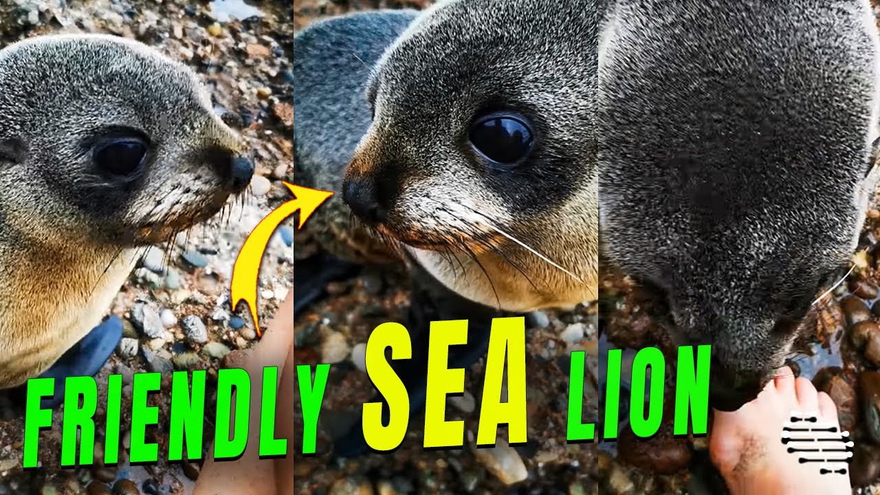 Friendly Baby Sea Lion Approaches a Lady