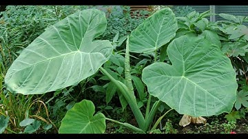 Dọc mùng: chữa kinh phong, đờm trào ra miệng, côn trùng độc cắn