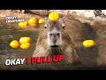 Ok Capybaras Pull Up