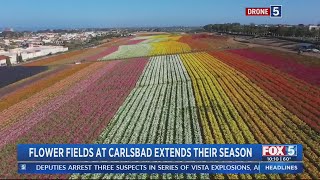 Flower Fields at Carlsbad Ranch Extended Through May 15
