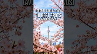 Toronto’s 10 BEST Cherry Blossom Spots (Avoid the Crowds! 🌸)#toronto #cherryblossoms2026 #sakura