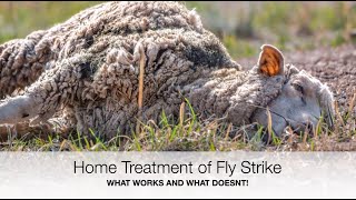 How to treat Fly Strike at home | Sez the Vet