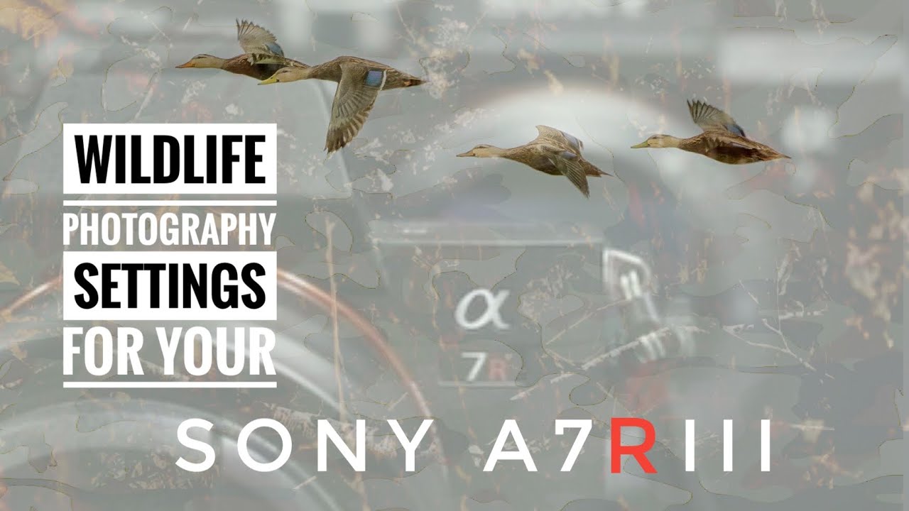 Wildlife Photography settings on your Sony a7riii YouTube