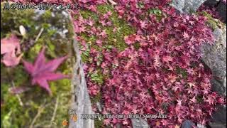[Vietsub] Togetsukyou Kimi Omofu - Kuraki Mai