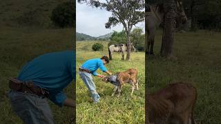 Curando bezerro laçado a cavalo 🐴 #cavalo #roça #gado