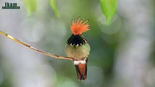 Rufous-crested Coquette (Lophornis delattrei) in Morro de Calzada Amazon Center, San Martin - Peru