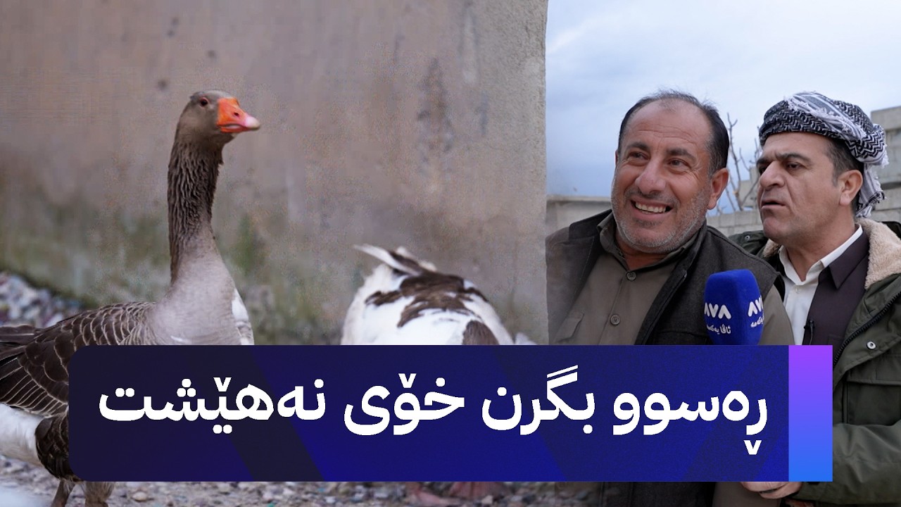ڕەسووکە لێرەیە و بەربانگ لەگەڵ خزمانی گوندی چڕە