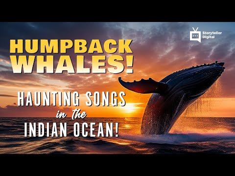 Awesome Whales Music Video | Storyteller Media