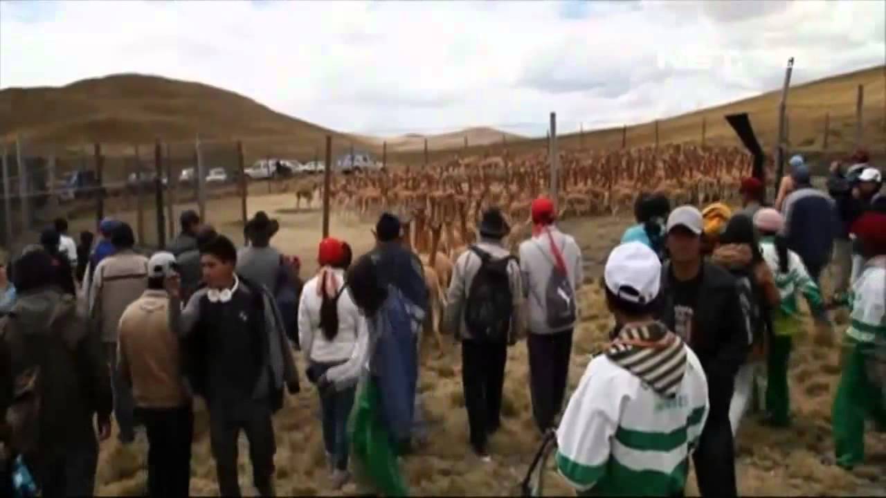 680 Cara Gambar Hewan Ternak Terbaik