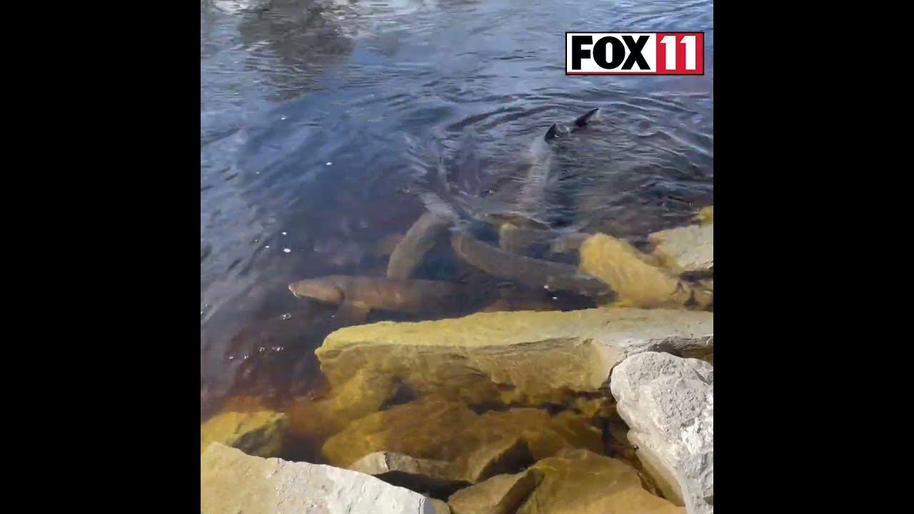 Crowd watches sturgeon spawning on Wolf River at Bamboo Bend in
