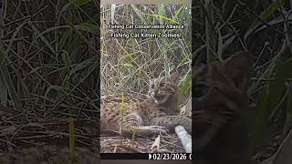 Fishing Cat Kitten Zoomies!