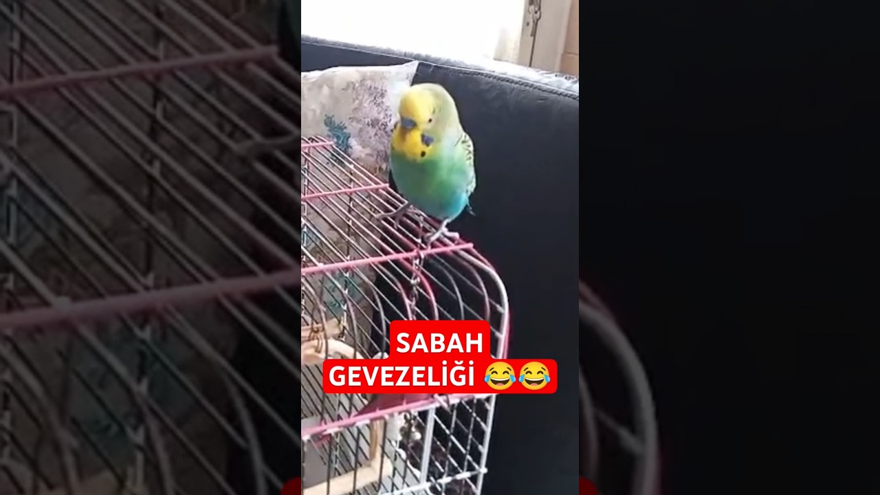 Otur Dedikodu Yap 😂😂 #muhabbetkuşufıstık #muhabbetkuslari #muhabbetkuşu #birds #parrot #kuslar