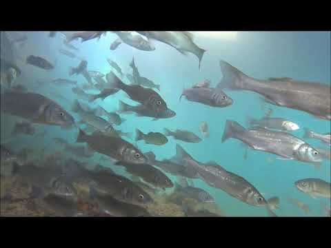 Vídeo: Com Triar Aletes Per A La Pesca Submarina