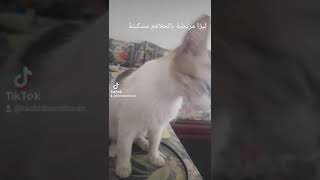 مرض القطط اول مرة اعرف انهم يصابون بهاد المرض (الحلاقم)لوزيتن shorts