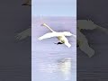 Great landing technique #nomayday