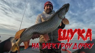 трофейные щуки на .... , конец декабря, весёловское водохранилище.