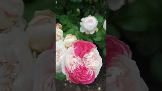Розы в моем саду 17.06.23 г Боттичелли, Монолиза,  Шанталь Мирье,   Лоран Каброль...