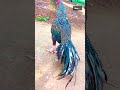 خروس لاری لاری جنگی میدانی