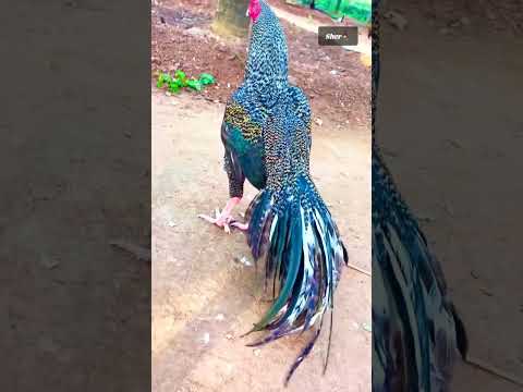 خروس لاری لاری جنگی میدانی 