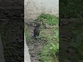 Greater coucal | Kitten meowing to attract cats #shorts #shortsfeed