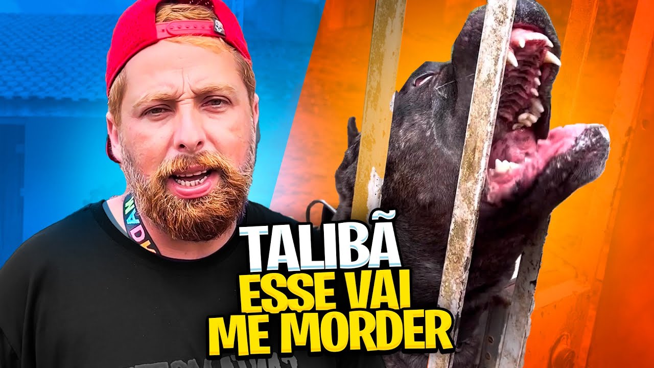 Compre o Presa Canário mais AGRESSIVO do Brasil