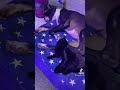 大型犬とくつろいでる猫にこの後悲劇が…#shorts