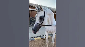 صهيل الخيل خيل عربي 