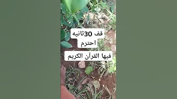قف 30ثانية إحترام فيها القرآن الكريم