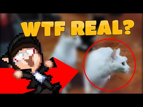 Nnayetakk Leak: We Investigate