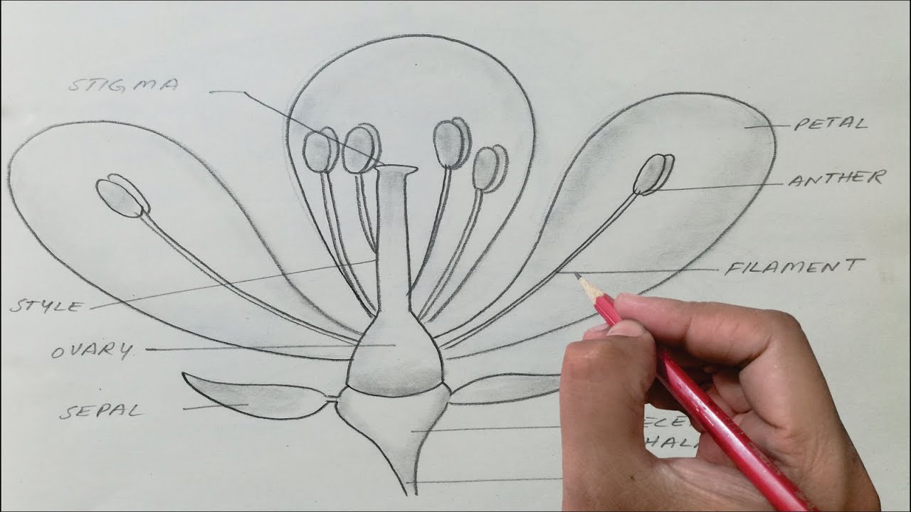 OPAL-Diagram-Brassica Flower - YouTube