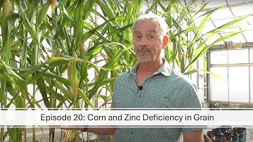Season 3, Episode 20: Corn and Zinc Deficiency in Grain