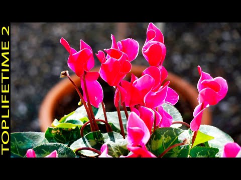 Video: Plantas Florecientes En El Jardín De Invierno