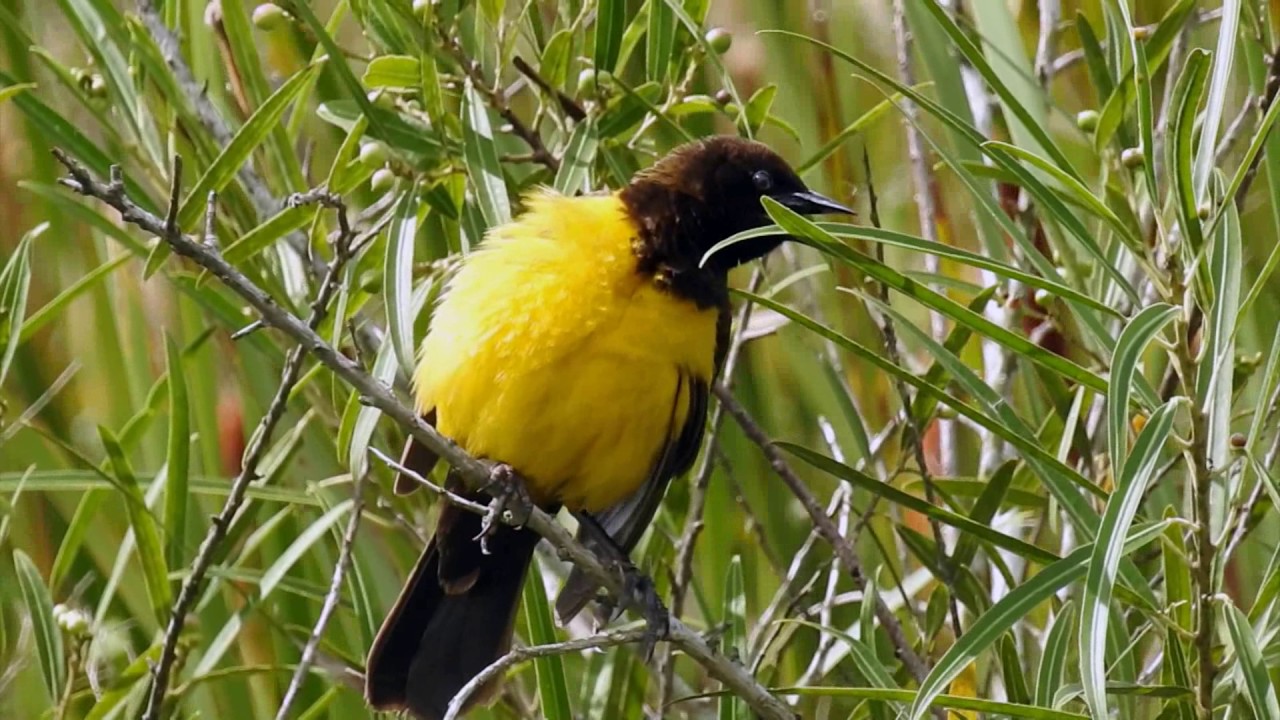 Beautiful Yellow-rumped Marshbird – Swamp sounds (Pseudoleistes guirahuro) Chupim do brejo
