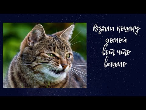 Взяли кошку домой с улицы. Вот что стало.