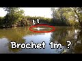 Un norme poisson sempare de ma cuillre n1  silure  brochet  