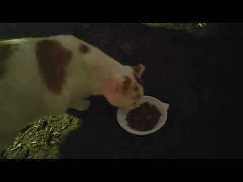 feeding the street cats and their eating