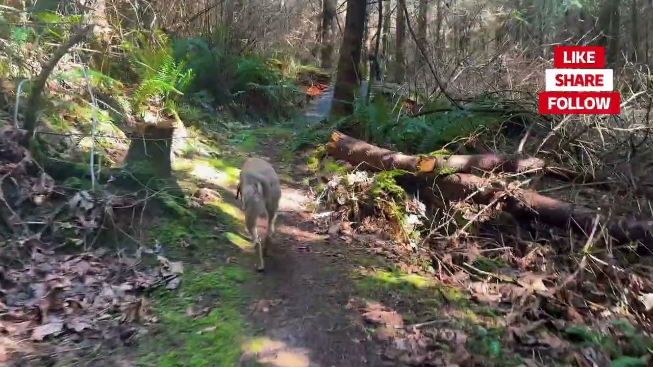 Come Walk With Us | New Trail, Same Dogs & A Little Life Chat