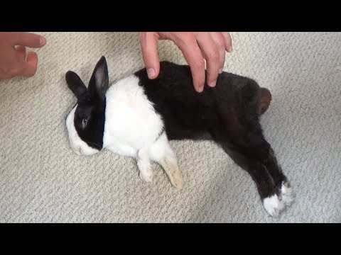 how-to-spin-a-sleeping-rabbit-1080-degrees