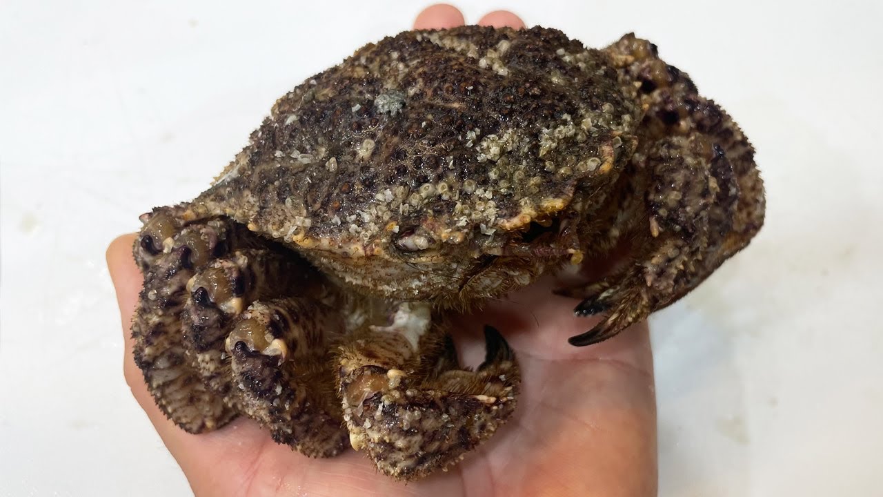 【厚さ5ｃｍ】年に限られた時期にしか食べられないカニ