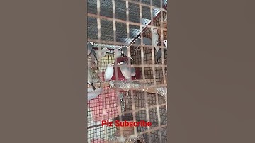 Java Finch love birds #bird #java #lovebirds