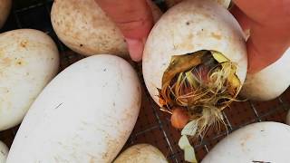 Как рождаются гусята🦆🦆🦆Смотреть всем, кто ещё не видел)) Как рождаются гусята🦆🦆🦆Смотреть всем, кто ещё не видел))