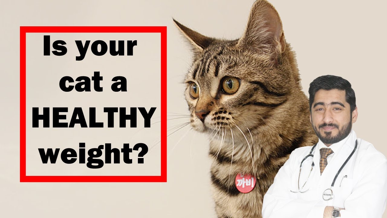 How to Calculate Cat Weight? | Healthy Weight | Vet Furqan Younas