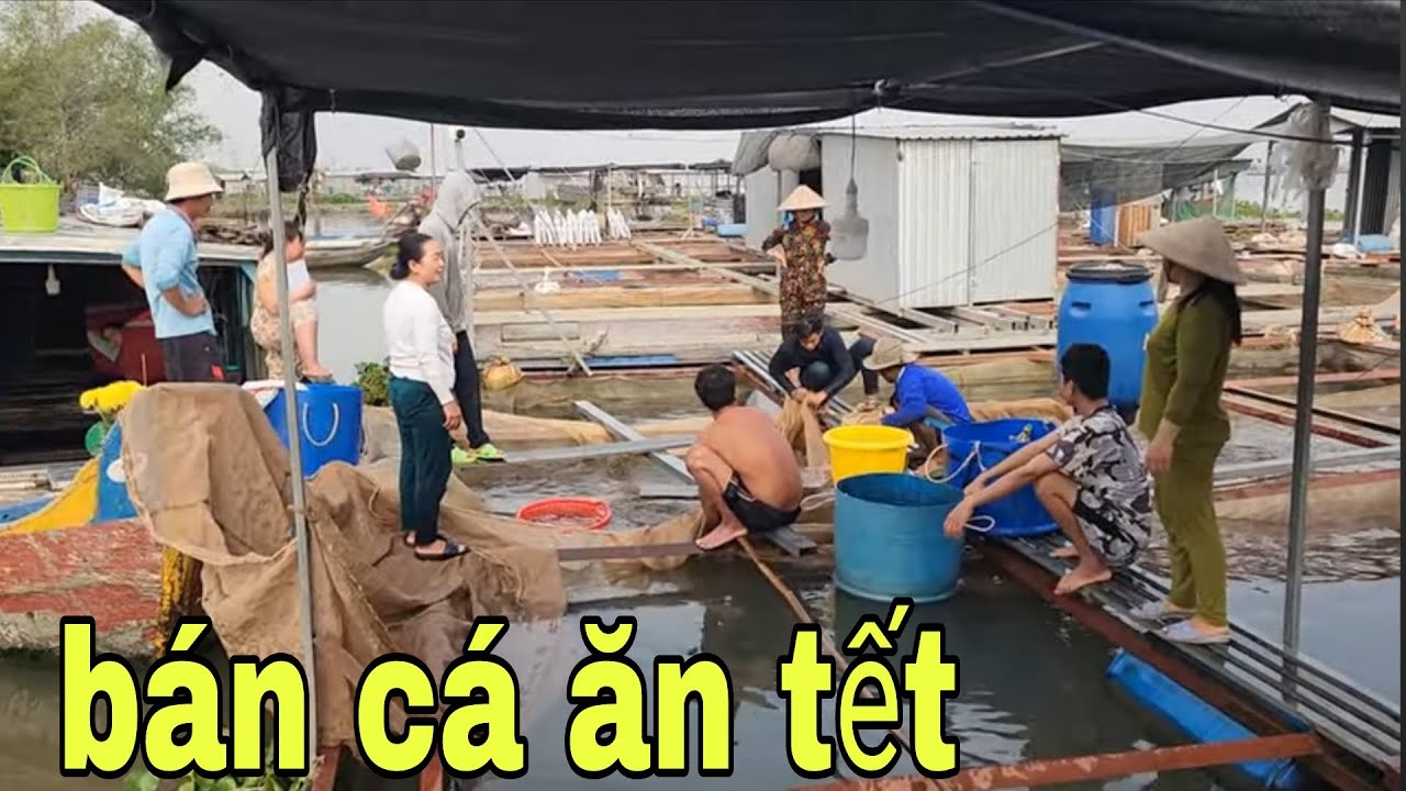 Anh Chị Em Miền Tây Xuất Bè Cá Phi Kiếm Tiền Chuẩn Bị Ăn Tết # SĂN BẮT ĐỒNG THÁP #