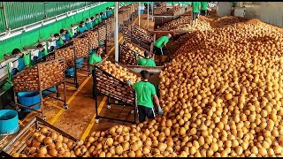 Cómo Los Agricultores Indonesios Producen 18 Millones De Toneladas De Coco Cada Año