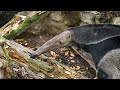 Giant anteater at the L.A. Zoo!