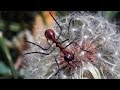 Very simple and quick Ant pattern fly tying instructions by Ruben Martin