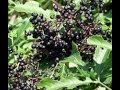ELDERBERRY TINCTURE AND SYRUP